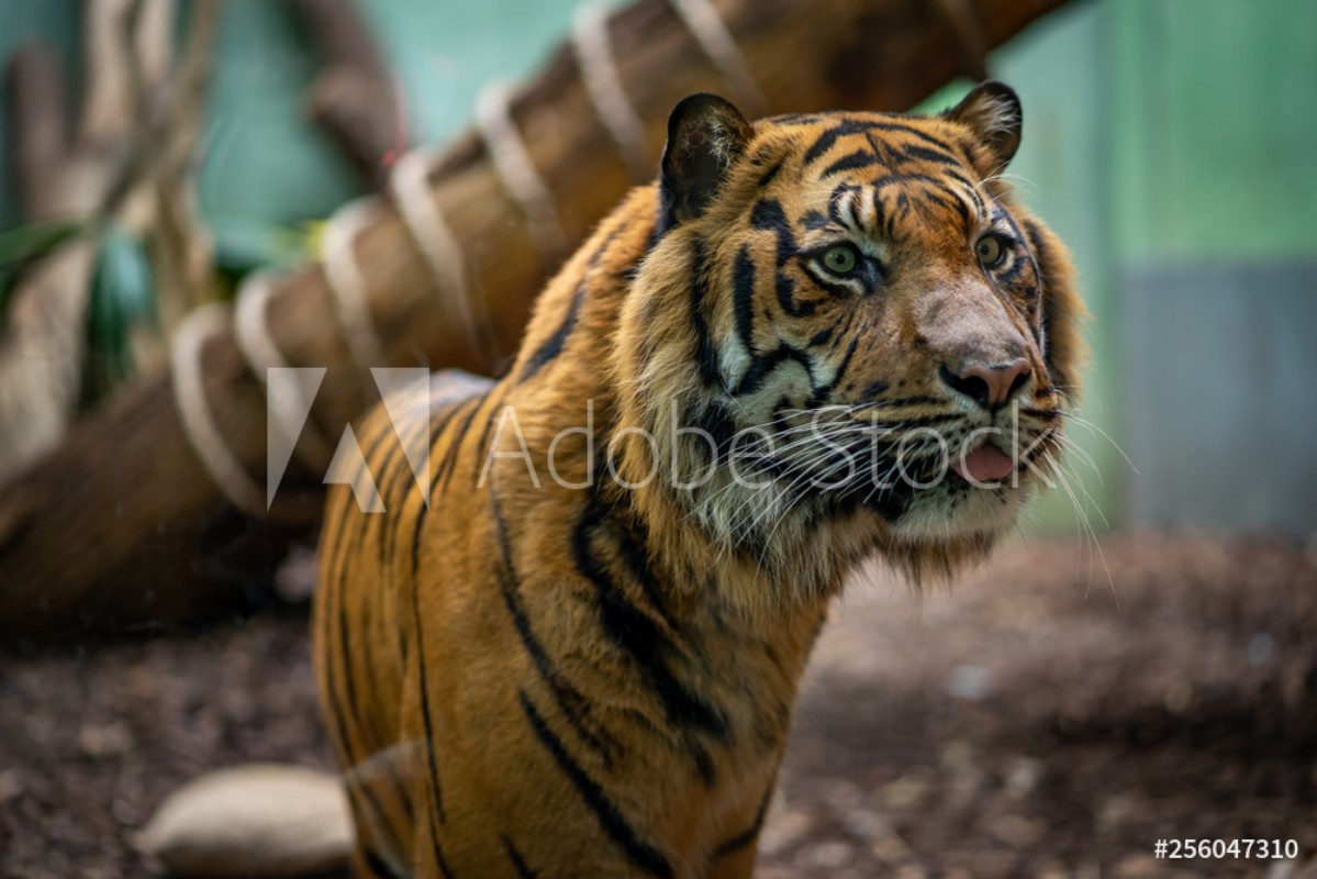 Bild på Close-up of tiger in Frankfurt Zoo
